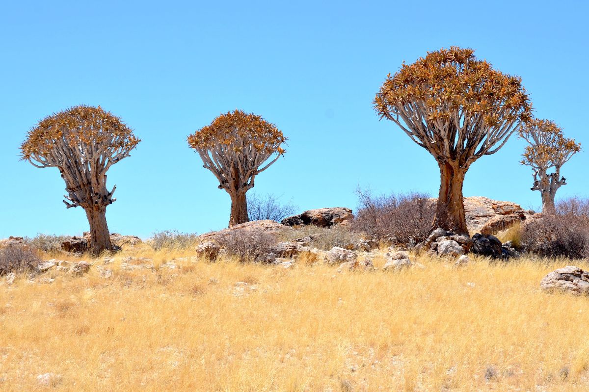 Namib Desert One Earth   103 Quiver Trees%2C Namib Desert CC Olga Ernst 2014 Resized 